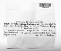Peridermium balsameum image
